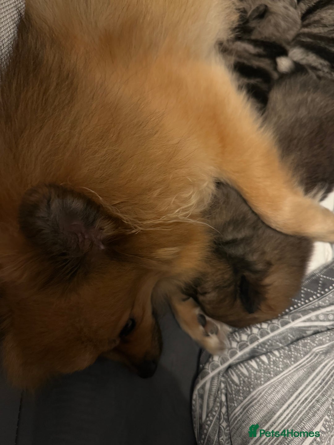 Pomeranian dogs for sale: Adorable Pomeranian Puppies 💙🩷💙 - Advert 13