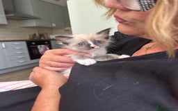 Ragdoll cats for sale: GCCF Ragdoll-Mix Kittens – Rare & Longhaired 🐾 - Image 17
