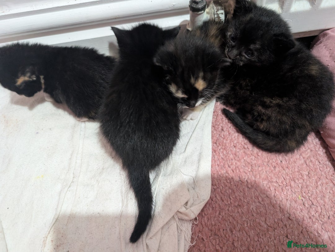 Mixed Breed cats for sale: Kittens for sale - Image 5