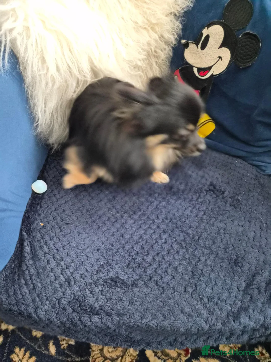 Pomeranian dogs for sale: Extra small pomeranian  - Advert 2