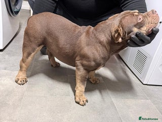 American Bully dogs Beautiful,Chocolate American bully pocket - Advert 1