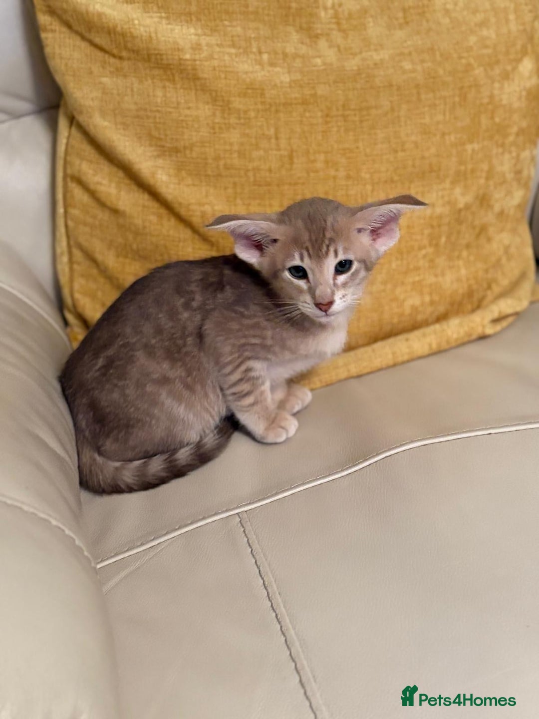 Oriental cats for sale: GCCF Oriental Kittens  - Advert 5