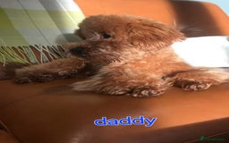 Maltipoo dogs for sale: Stunning maltipoo pups  - Image 12