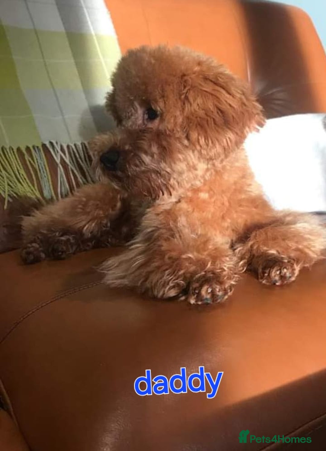 Maltipoo dogs for sale: Stunning maltipoo pups  - Image 12