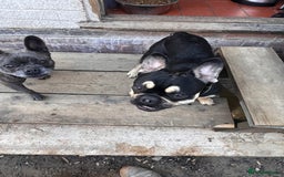 French Bulldog dogs for stud: Chocolate Tan french bulldog Burtie in Sevenoaks - Image 9