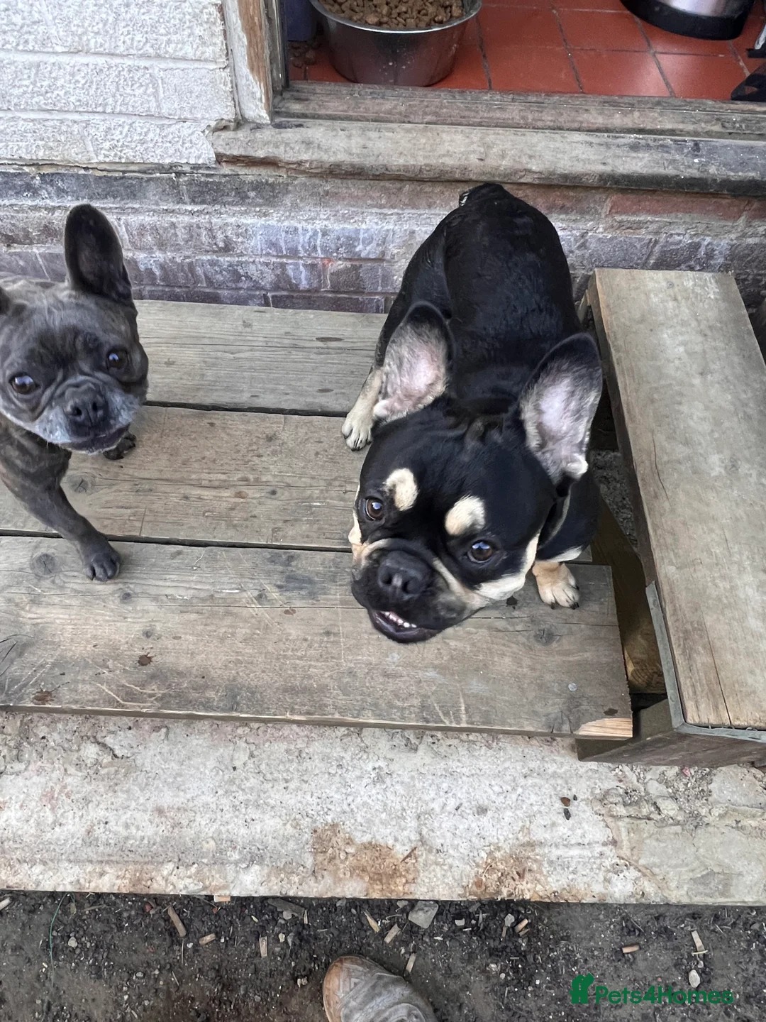 French Bulldog dogs for stud: Chocolate Tan french bulldog Burtie in Sevenoaks - Advert 9