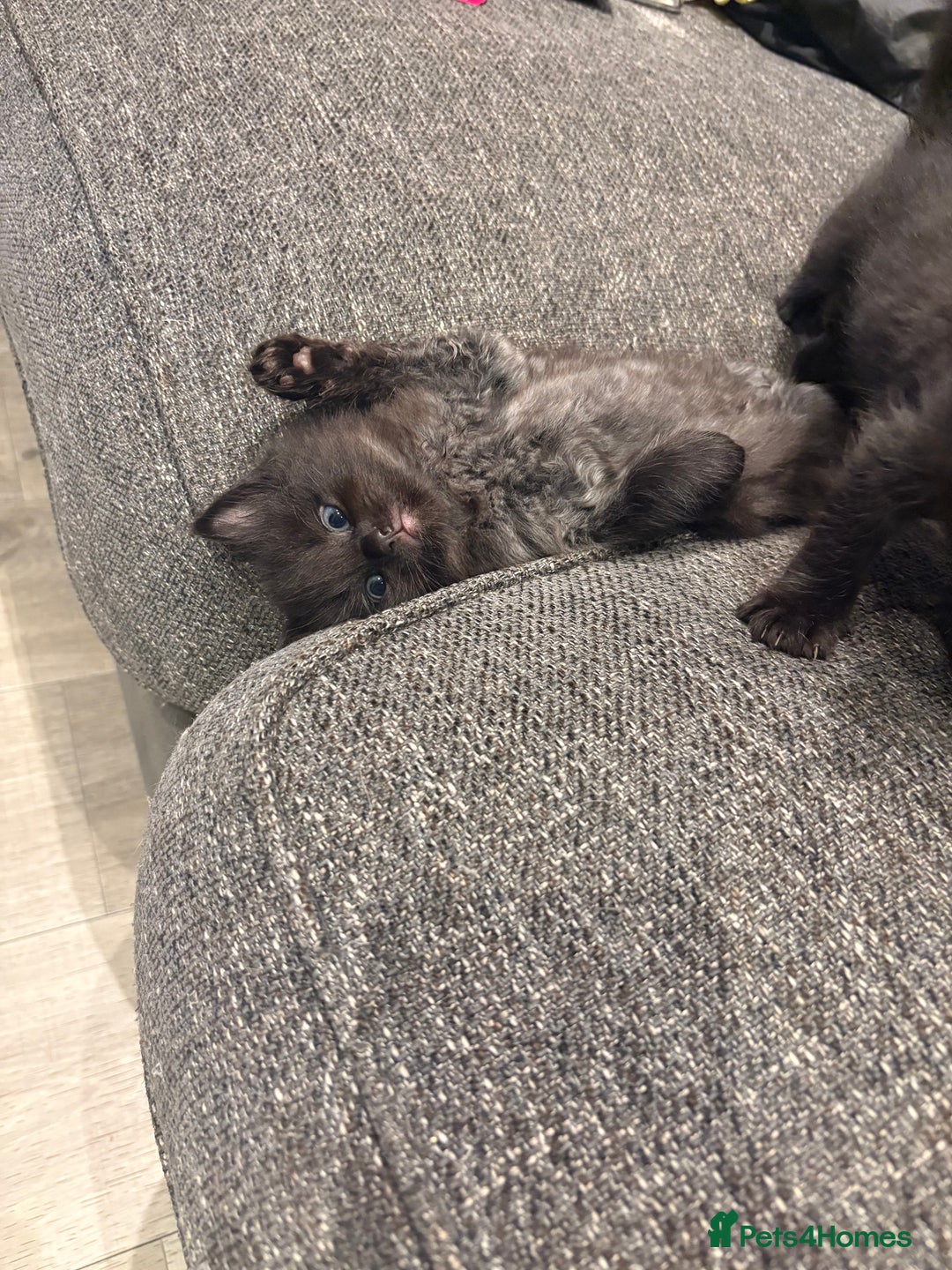 Mixed Breed cats for sale: 5 beautiful mix bread ragdoll fluffy kittens  - Image 2