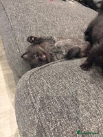 Mixed Breed cats - Advert 2