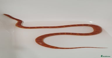 Corn Snake reptiles - Advert 5