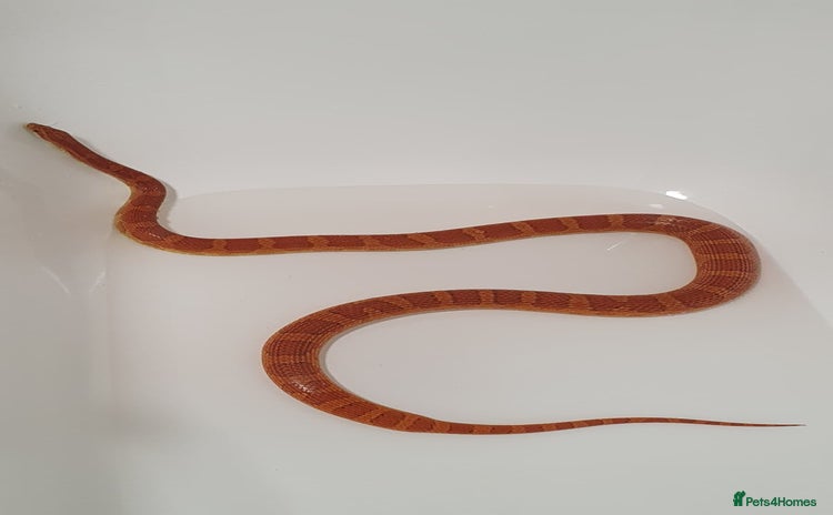 Corn Snake reptiles - Advert 9