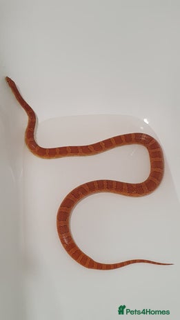 Corn Snake reptiles - Advert 2