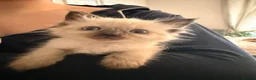 Ragdoll cats for sale: Beautiful ragdoll babies ❤️ - Advert 10