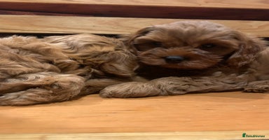 Cavapoo dogs - Advert 16