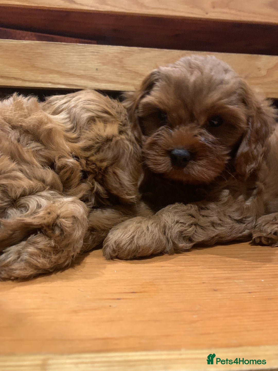 Cavapoo dogs for sale: Stunning premium F1 Cavapoo babies 🥰 - Image 3