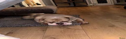 Olde English Bulldogge dogs for sale: 1 year old Olde English bulldog  - Advert 8
