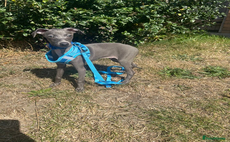 Italian Greyhound dogs - Advert 1
