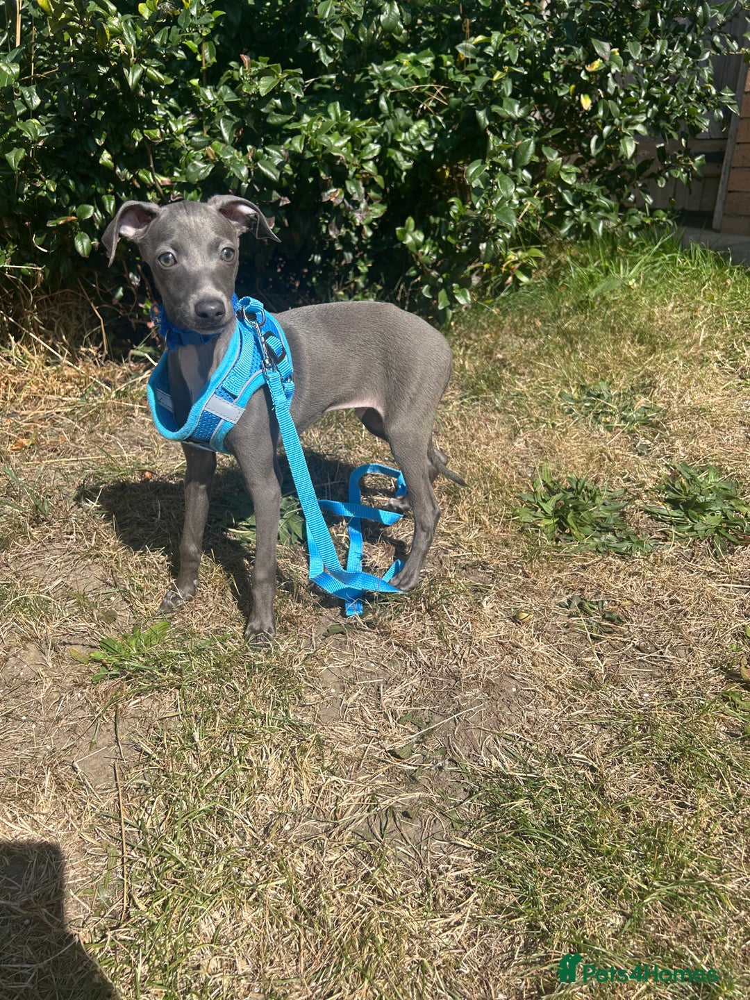 Italian Greyhound dogs for sale: Last blue boy kc reg ready now fully vaccinated  - Image 6