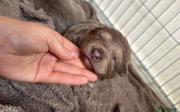 German Shepherd dogs for sale: Isabella GSD puppies - Image 3