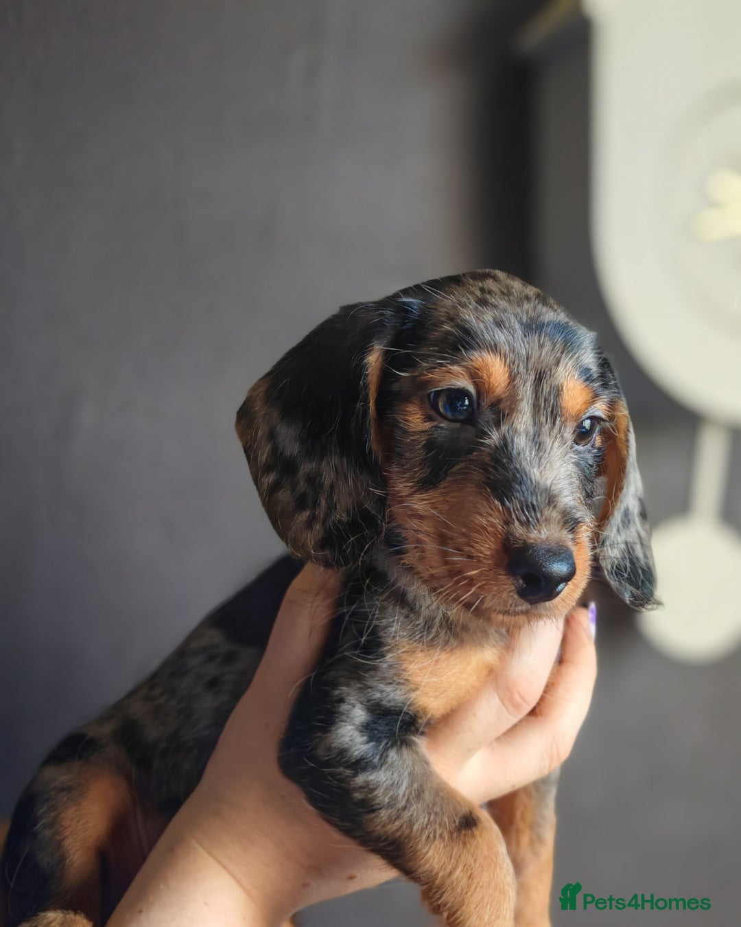 Dachshund dogs for sale: Minature dachshund puppies  - Image 4