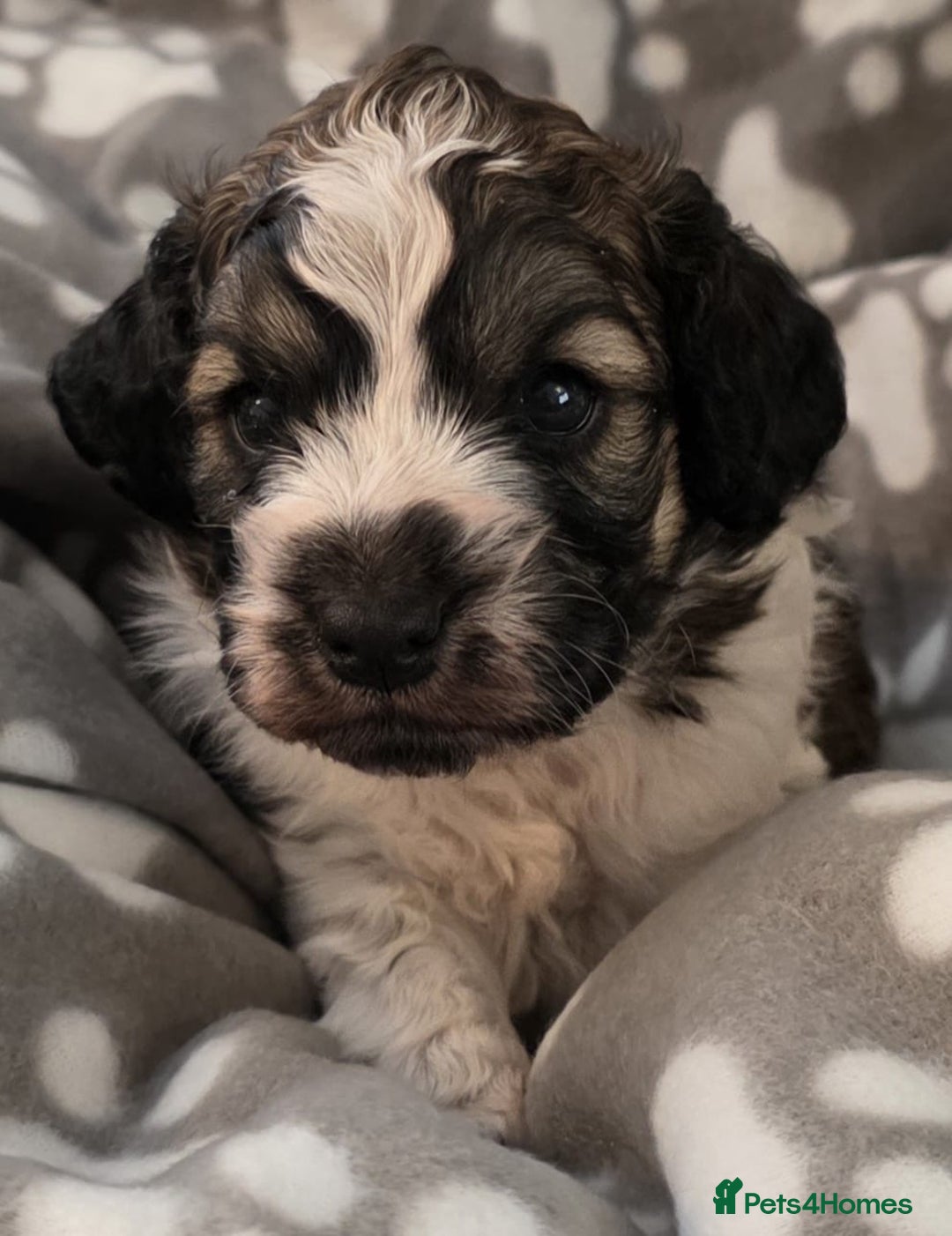 Cockapoo dogs for sale: F1 COCKAPOO BOY - Advert 2