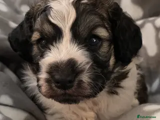 Cockapoo dogs F1 COCKAPOO BOY - Advert 5