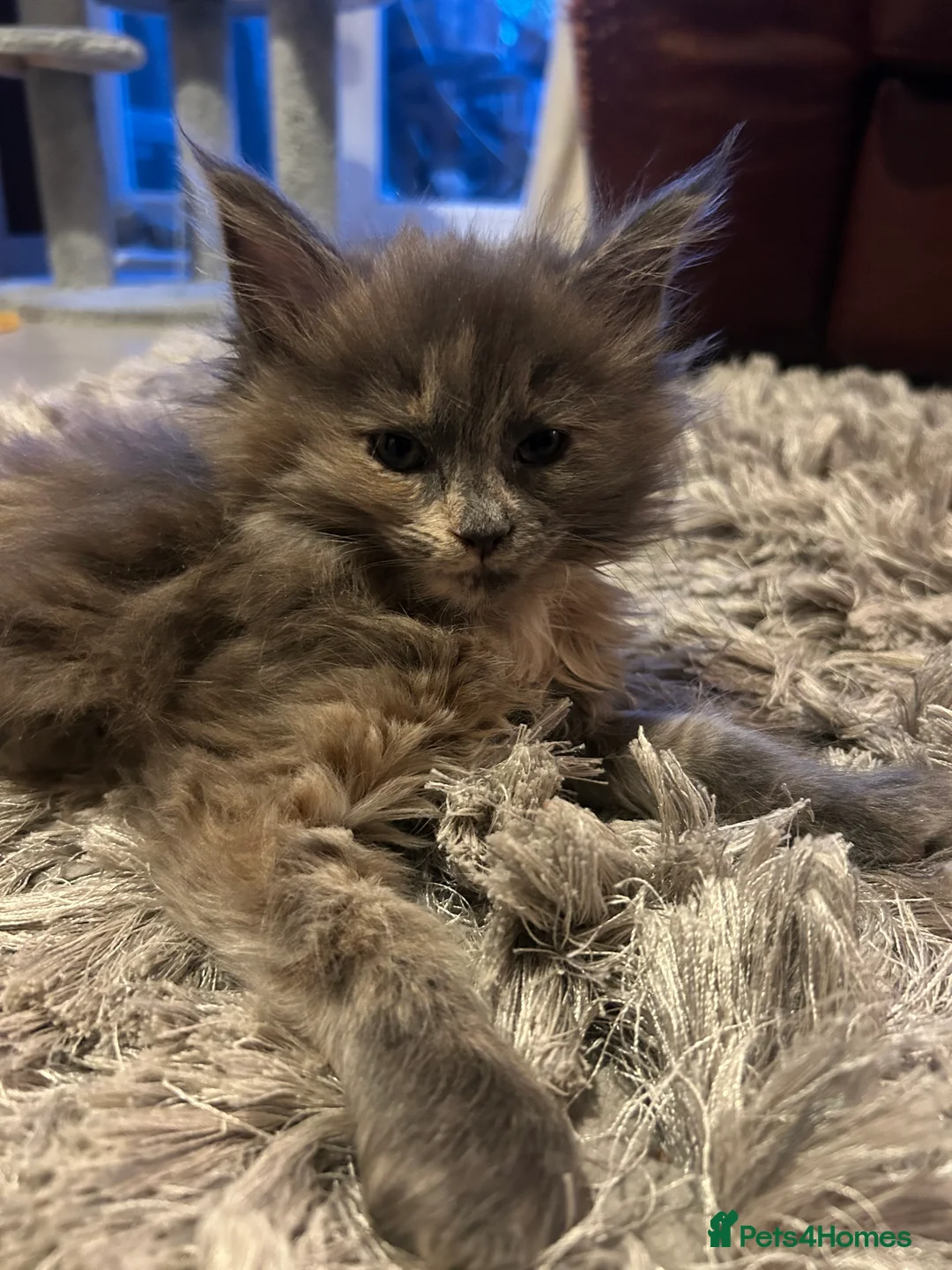 Maine Coon cats for sale: Blue Cream Tortie girl READY NOW - Advert 13