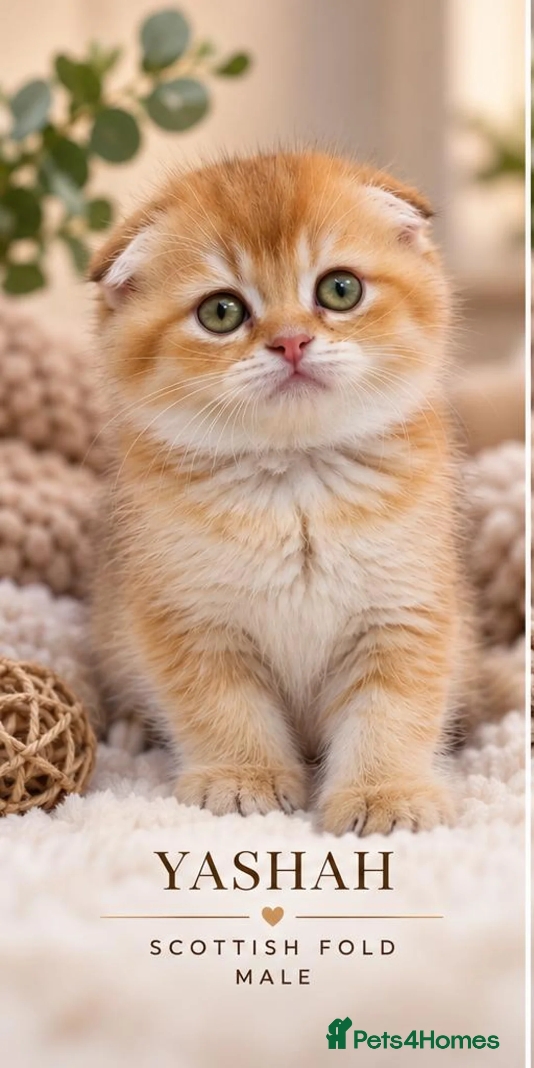 Scottish Fold cats for sale: Beautiful Scottish Boys Looking for Loving Homes - Advert 2