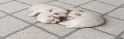 Maltese dogs for sale: Tiny Maltese Puppies From 2kg Parents - Advert 2