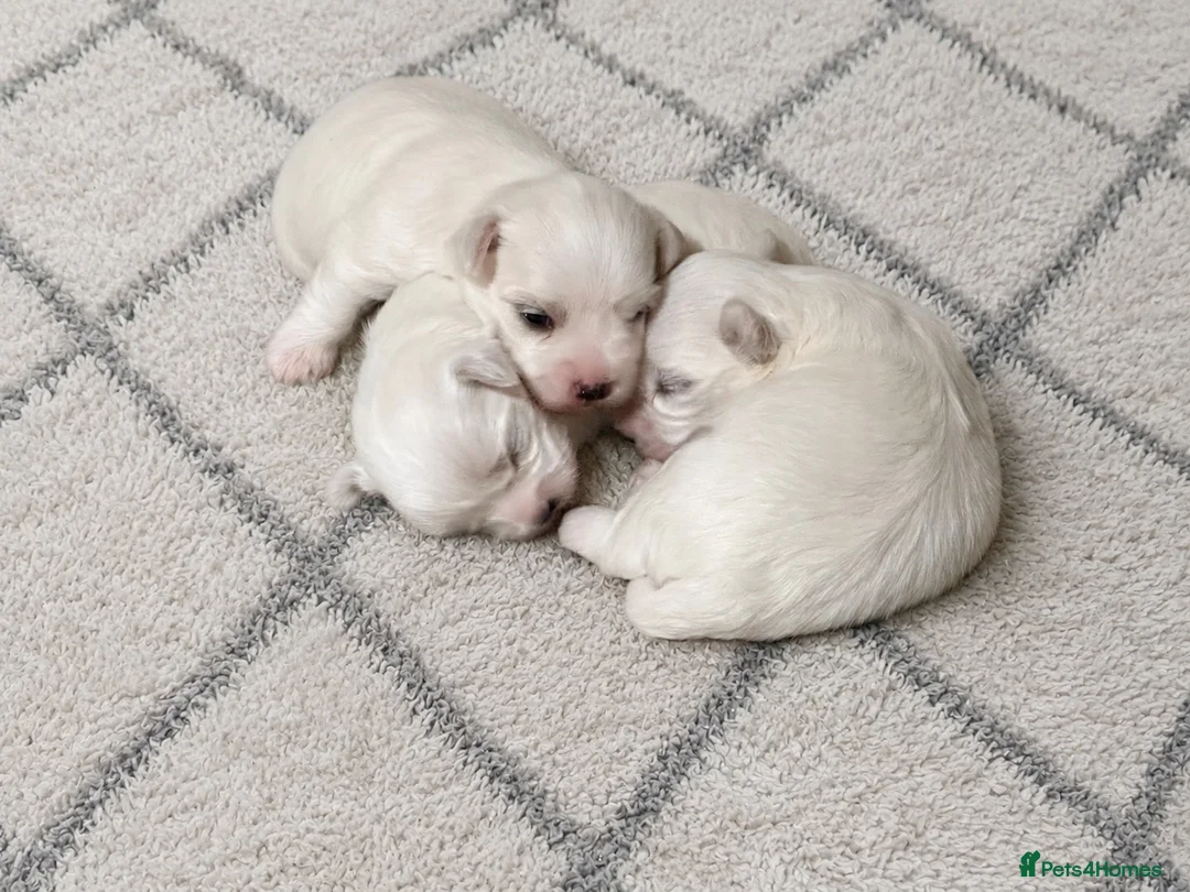 Maltese dogs for sale: Tiny Maltese Puppies From 2kg Parents - Advert 2