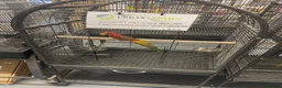 Parakeets birds for sale: Hand Reared Parrots/parakeets At Urban Exotics  - Advert 24