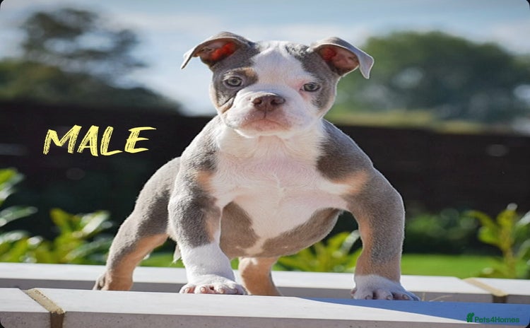 Olde English Bulldogge dogs - Advert 8