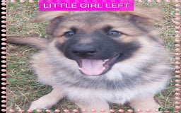 German Shepherd dogs for sale: 6 baby bears - Image 21