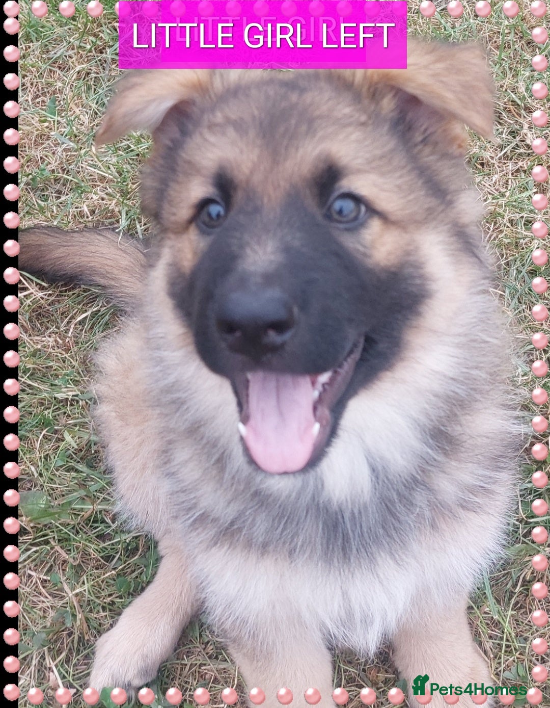 German Shepherd dogs for sale: 6 baby bears - Image 21