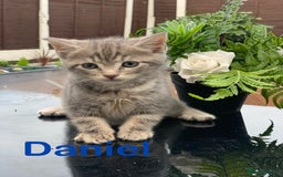 Toyger cats for sale: Tabby kittens  - Image 15