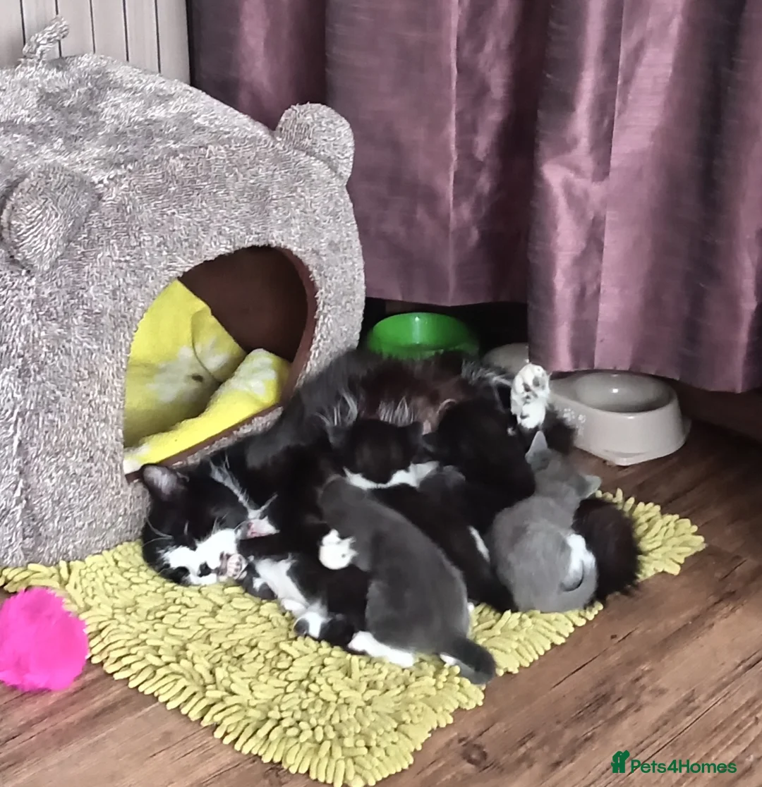 Mixed Breed cats for sale: Adorable grey white kittens  - Advert 2