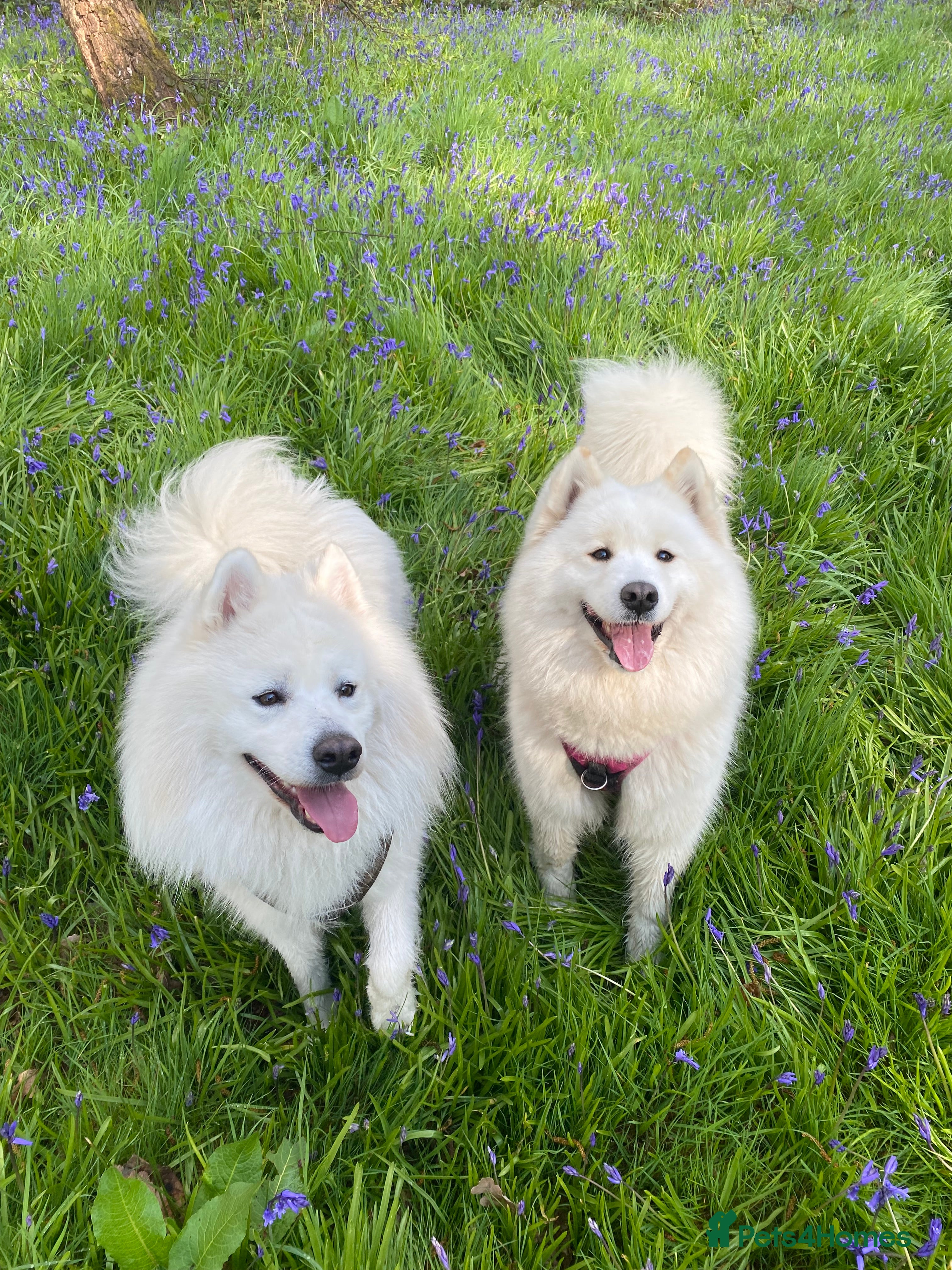 Samoyed dogs Adorable Samoyed Puppies for Sale!  - Advert 6