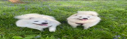 Samoyed dogs for sale: Adorable Samoyed Puppies for Sale!  - Advert 1