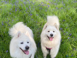 Samoyed dogs Adorable Samoyed Puppies for Sale! - Advert 6
