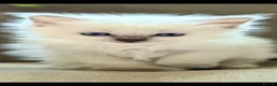Ragdoll cats for sale: ❄️GCCF waiting list open for winter babies❄️ - Advert 1