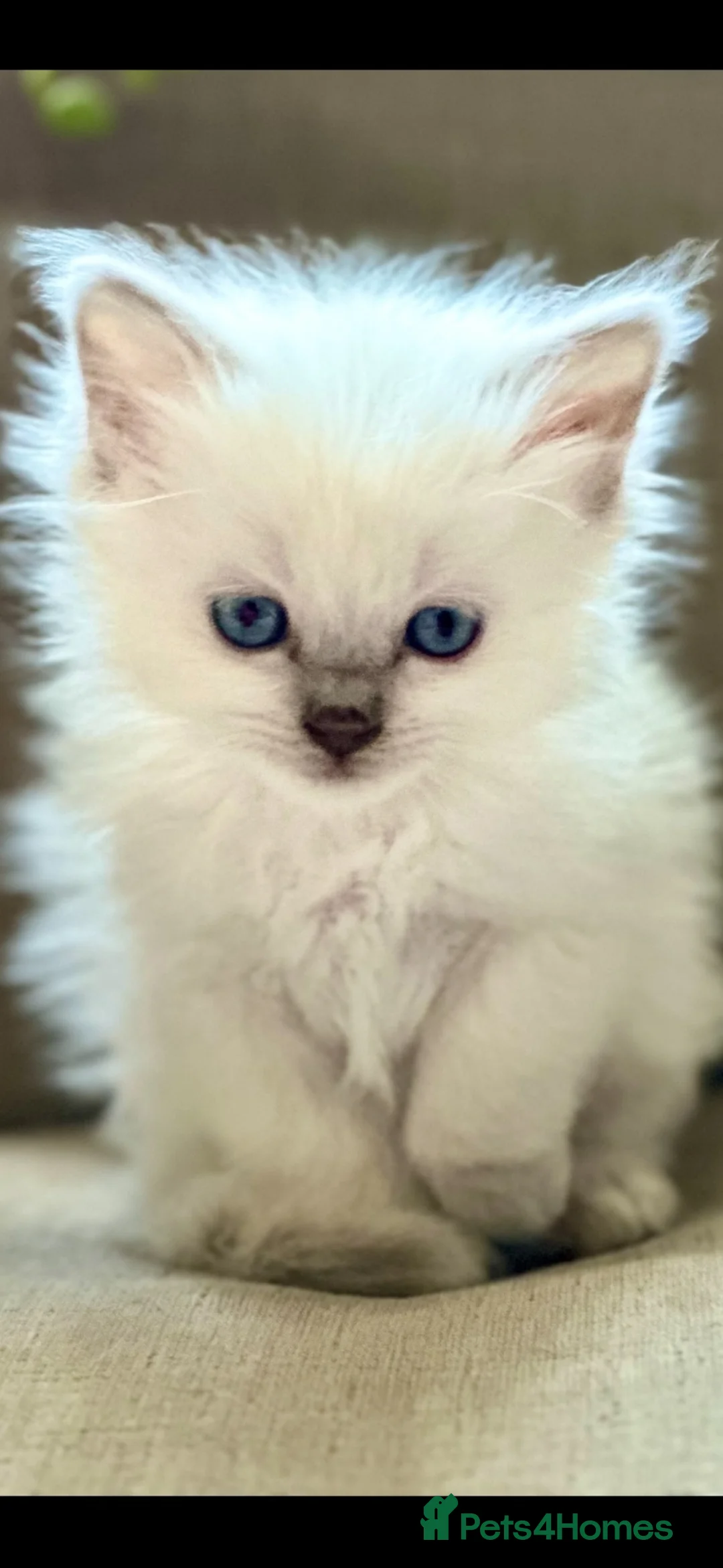 Ragdoll cats for sale: ❄️GCCF waiting list open for winter babies❄️ - Advert 1