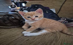 Mixed Breed cats for sale: Litter of kittens - Image 8