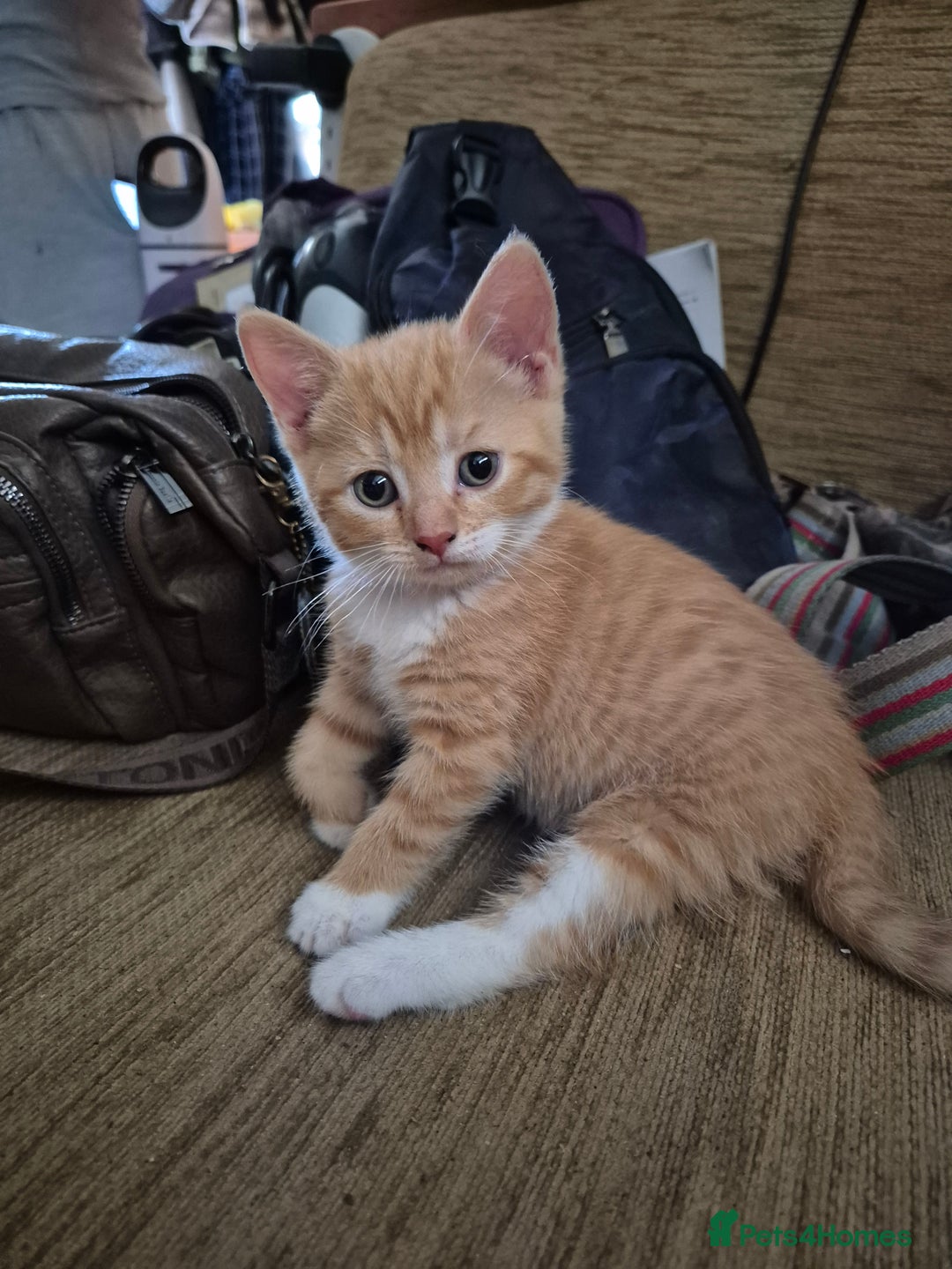Mixed Breed cats for sale: Litter of kittens - Image 8
