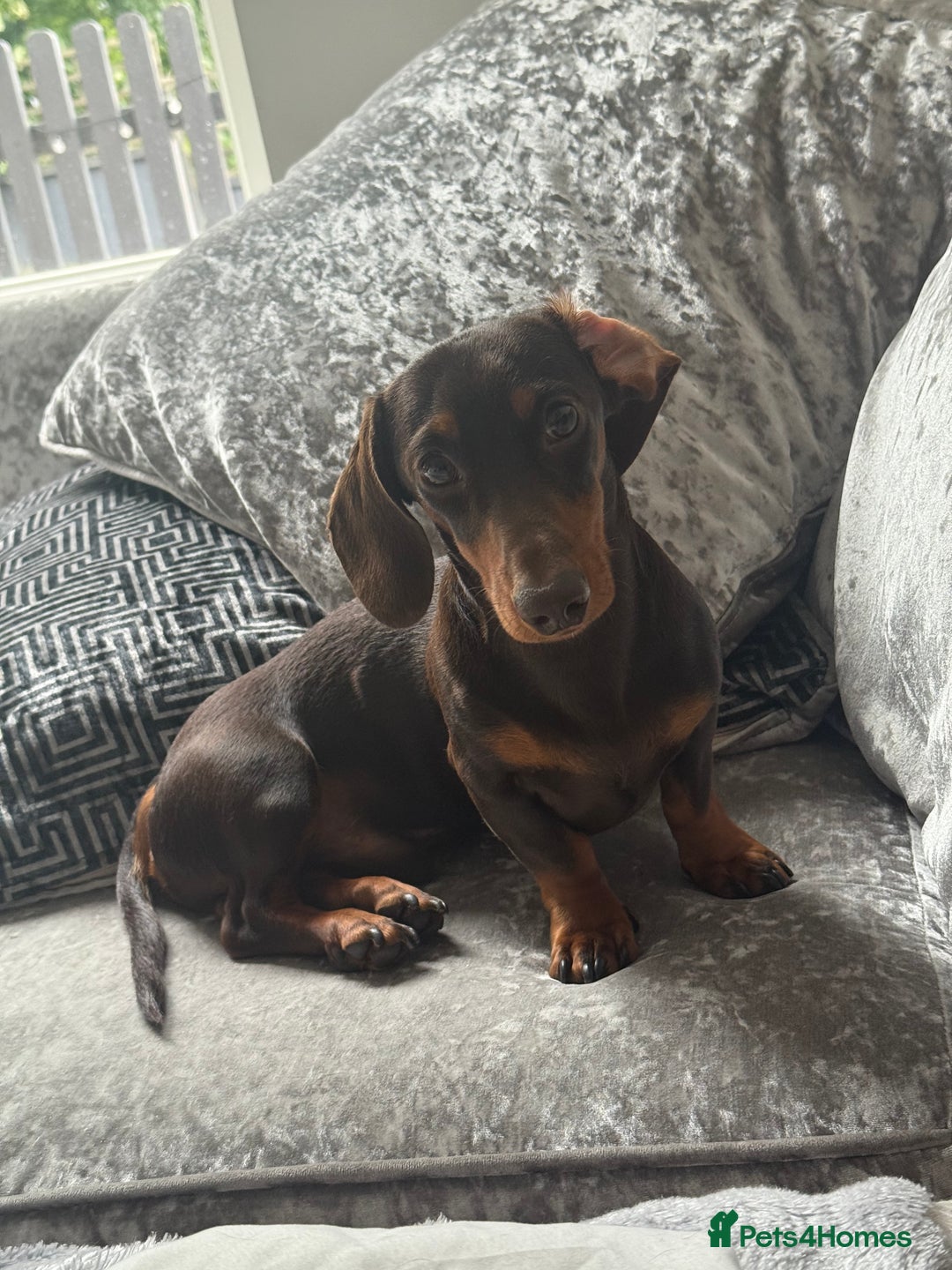 Miniature Dachshund dogs for stud: Miniature Dachshund Rolo - Advert 1