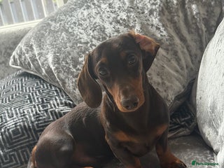 Miniature Dachshund dogs Miniature Dachshund Rolo - Advert 2