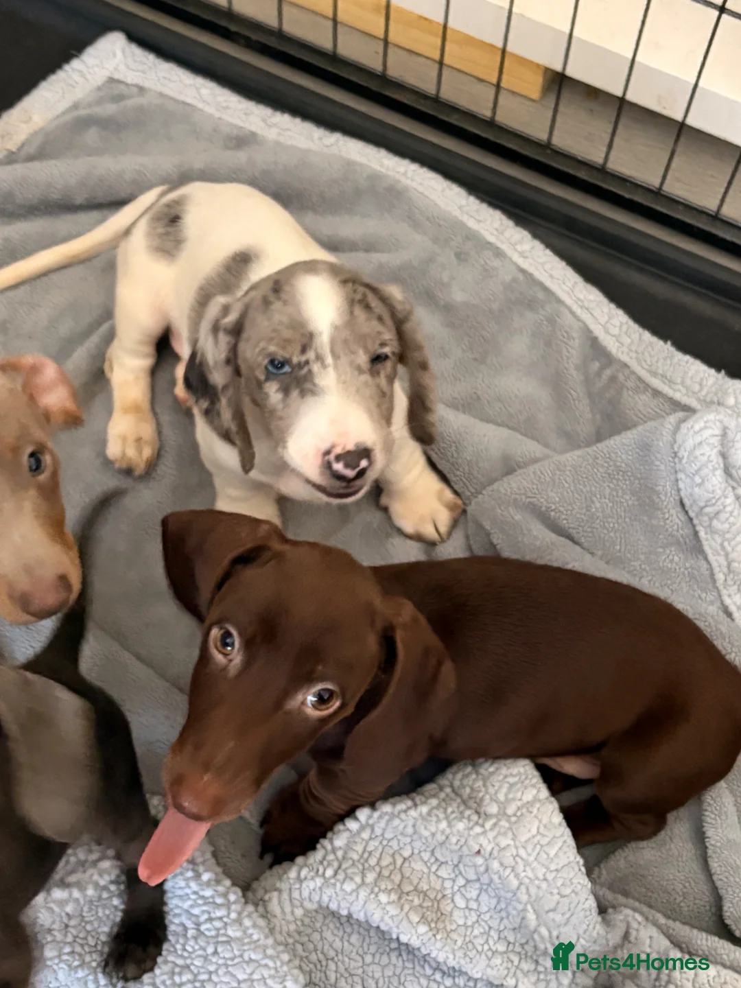 Miniature Dachshund dogs for sale: Minature pure chocolate dachshund  - Advert 3