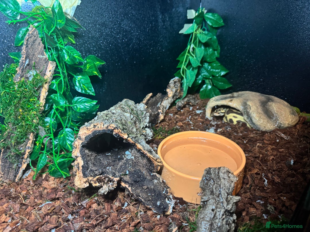 Python Snake reptiles for sale: Beautiful male inferno morph ball python  - Advert 14