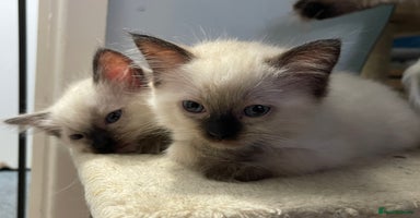 Ragdoll cats - Advert 7