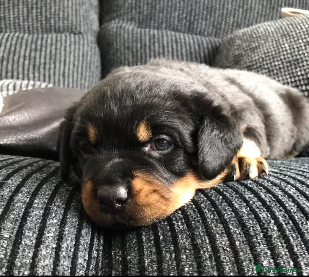 Rottweiler dogs for stud: MALE ROTTWEILER FOR STUD ONLY in Colchester - Advert 4
