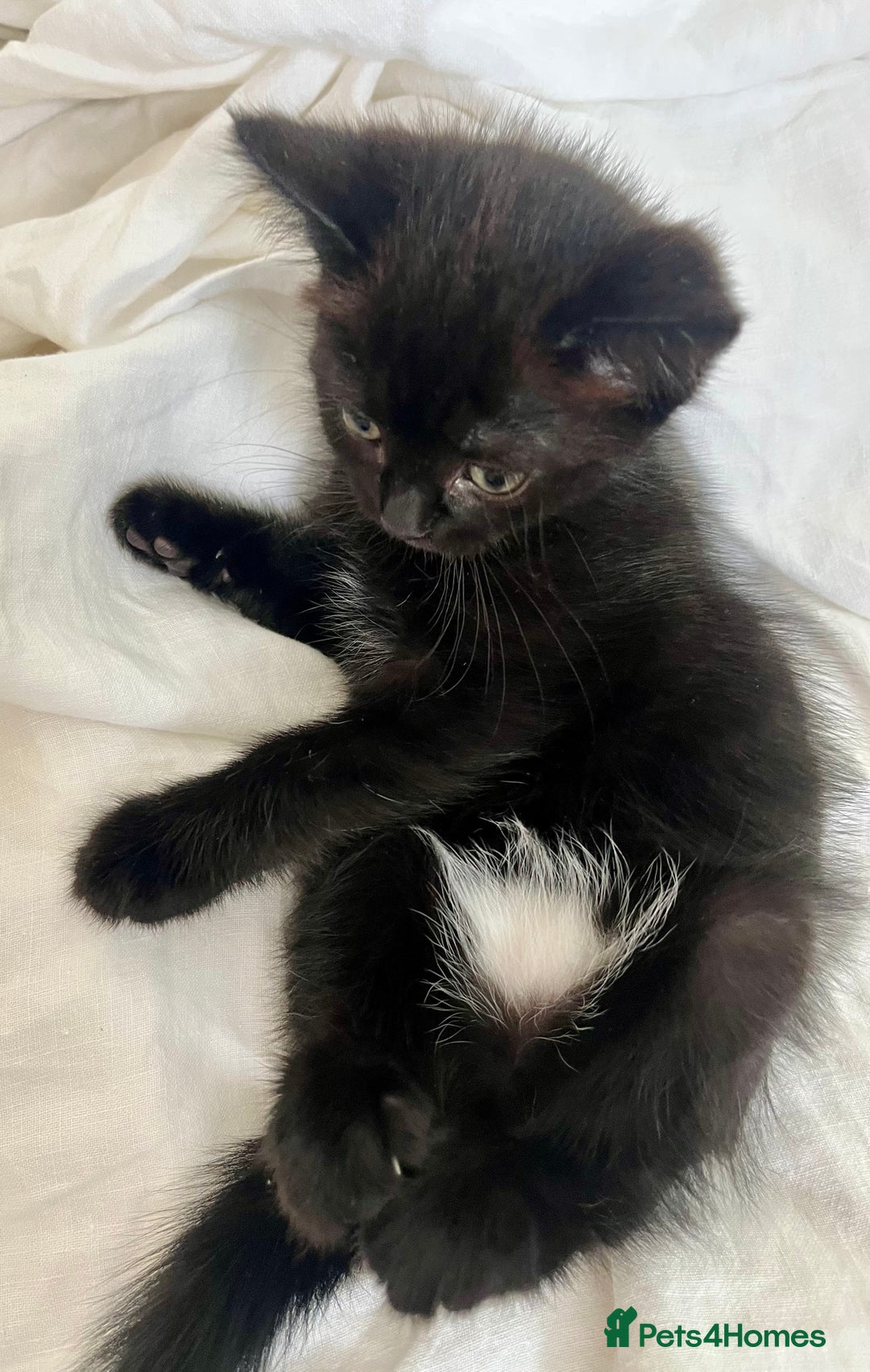 Ragdoll cats for sale: Beautiful affectionate friendly ragdoll x tuxedo - Image 4