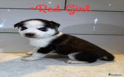 Siberian Husky dogs for sale: Husky Puppies 🩵🩷 - Image 23